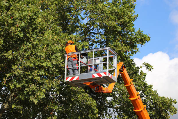 Best Aeration Services  in Zumbrota, MN